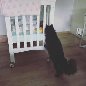 21457972_10159252364865006_3077587025172159372_o